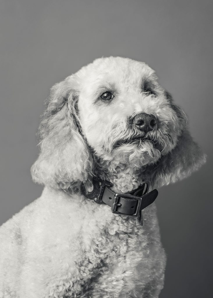 Louie